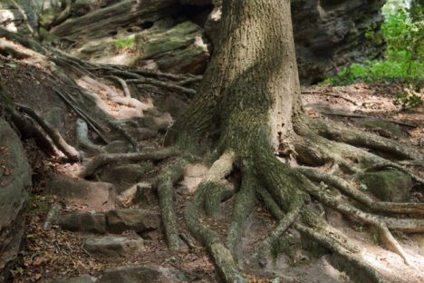 Wandern in Tecklenburg